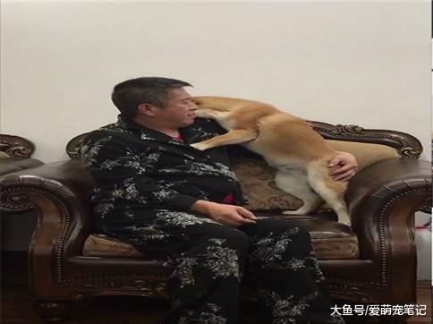柴犬掉了一颗牙, 老爸开导一晚上它才平复, 狗狗: 谁还不是个宝宝