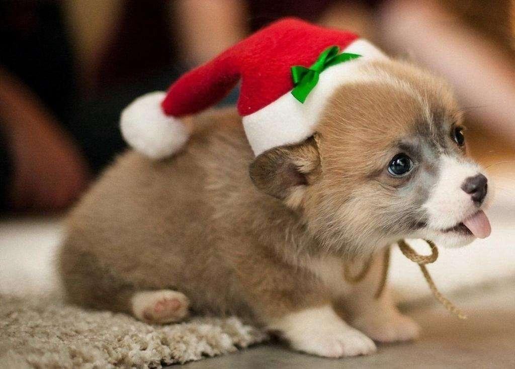 祝大家节日快乐, 过节虽然快乐, 但是别忘记宠物了!