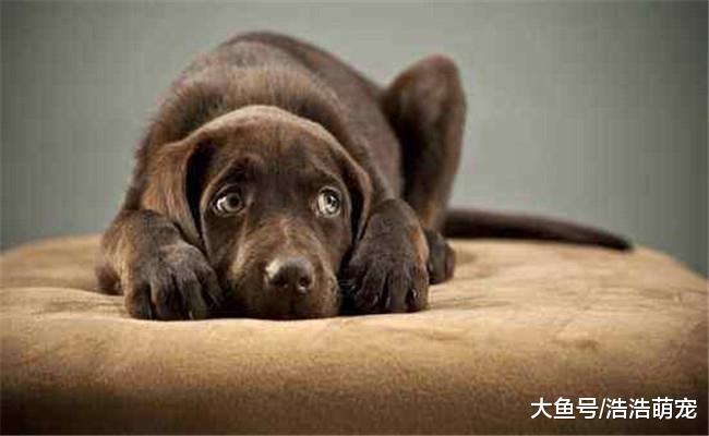 有5件事宠主不能做, 你可能在不经意间就伤到了狗狗的心