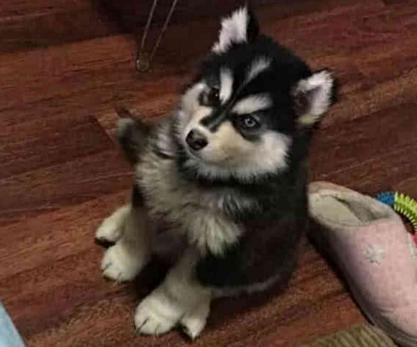 网购哈士奇越养越不对劲, 看二哈的眼神, 网友: 是家里有矿吗?