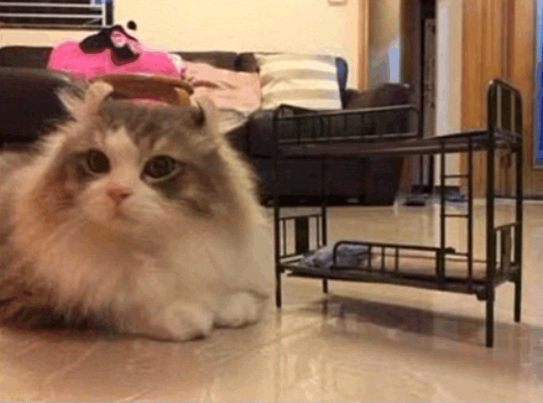 主人给猫咪订了一张小床, 送到后发现床太小, 猫咪一脸的无奈……