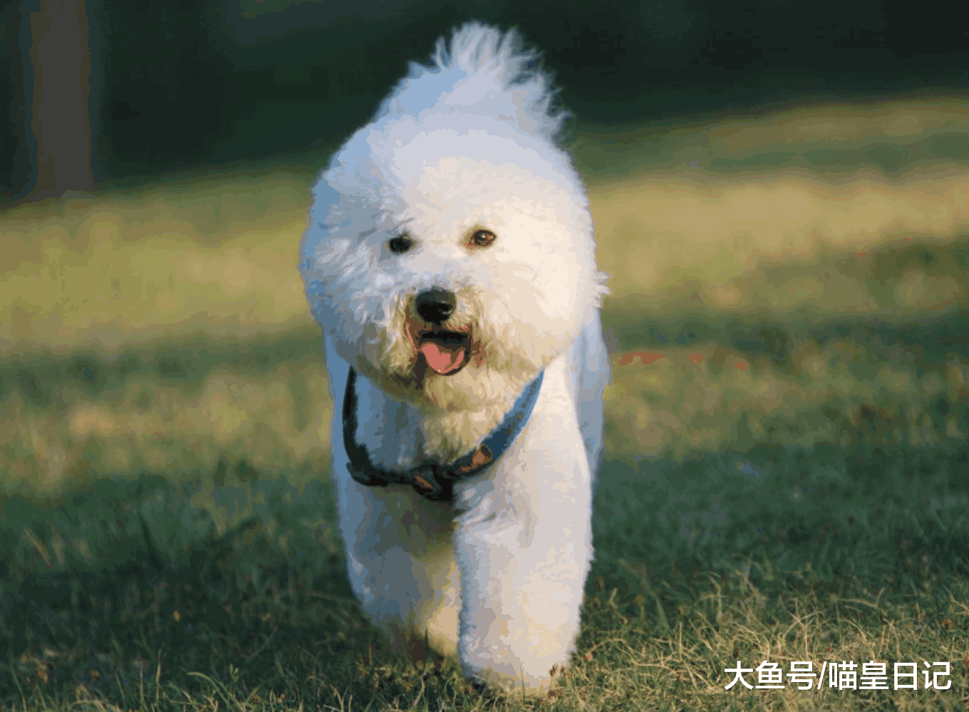 盘点最喜欢在主人面前撒娇的五种狗狗, 倒数第二只大家都看过!