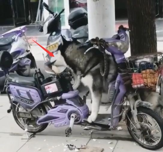 这条二哈突然就变成了网红狗, 就那么一个下午的时间!