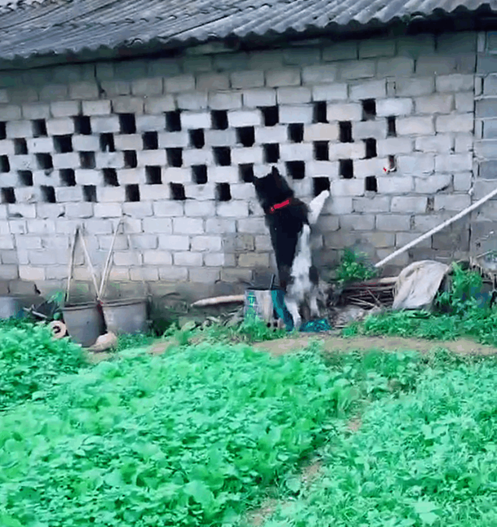 哈士奇犯二把小土狗追进河里, 河岸两米高, 狗主的做法暖心了……