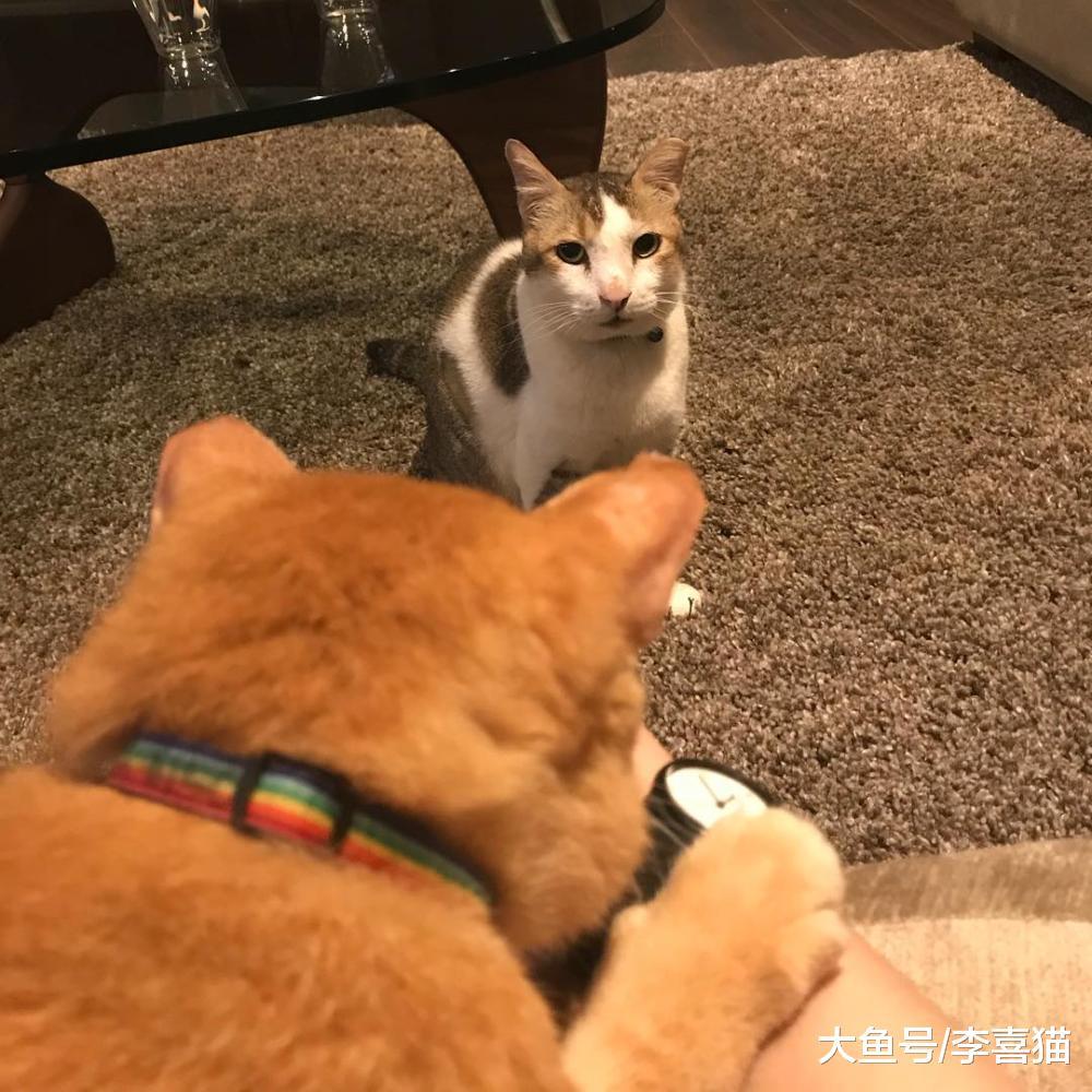 猫咪之间争风吃醋原来不是为抢夺铲屎官的爱, 而是在竞争所有物!