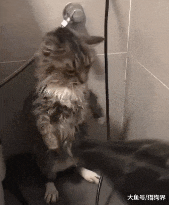 被迫洗澡的小猫咪, 猫: 放心吹, 我能挺住, 铲屎官: 你是土拨鼠吗