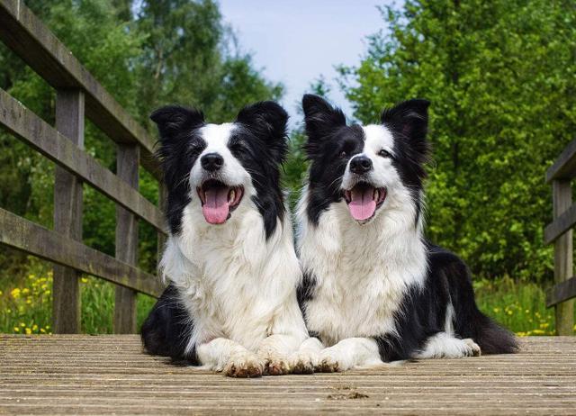 如果边境牧羊犬有下面这5种“行为”, 恰好证明了它的高智商!