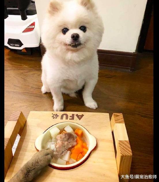 女儿对猫又抱又亲, 博美在旁边委屈看着: 我是不是你最疼爱的狗?