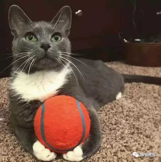 这是什么沙雕猫咪混合物? 连猫都认不出自己啦