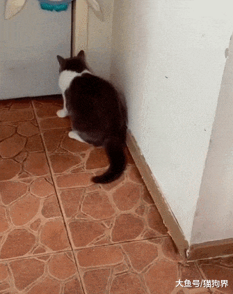 主人扮鬼吓猫咪, 把猫咪吓得都举jio投降了, 主人: 我是你粑粑呀