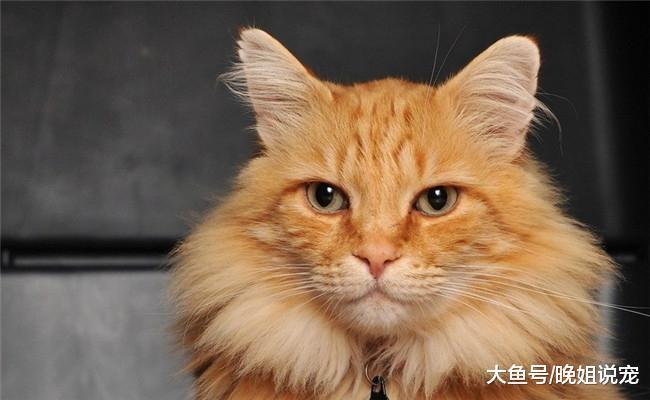 如果你家猫咪有下面5种行为, 你最好“管教”一番, 不然它会闯祸