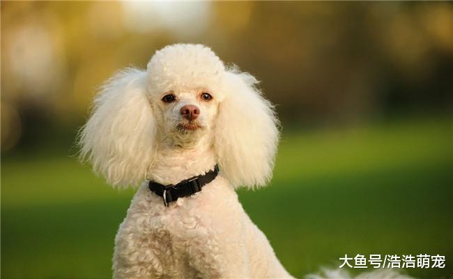 做好下面5点, 可以让贵宾犬的毛保持完美, 不会掉毛褪色