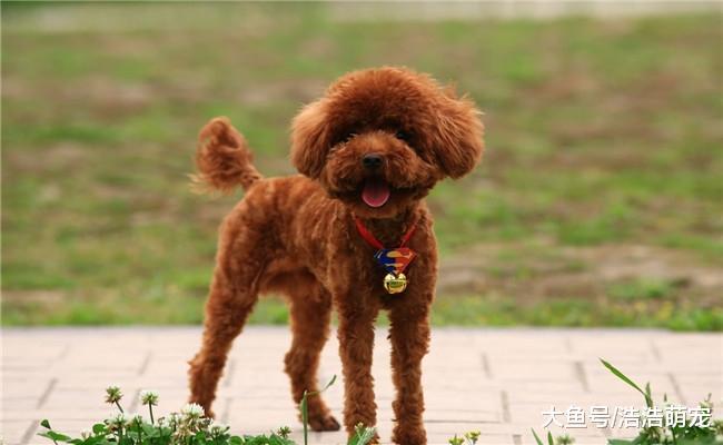 泰迪有下面5种表现的话, 就代表它要“走”了, 主人要注意