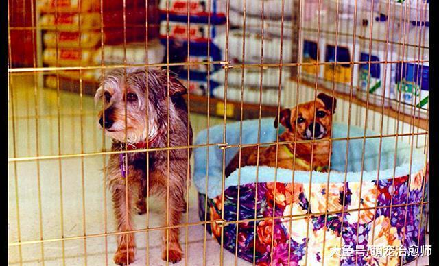 英国拟禁止宠物店卖6个月大以下宠物, 只因一只繁殖犬的悲惨经历
