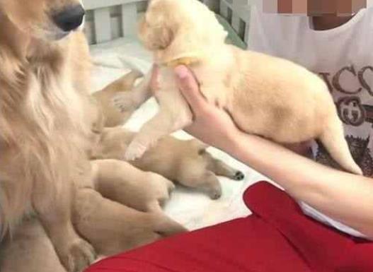 小金毛饿坏了, 认哈士奇当妈妈, 抢着去吃奶, 笑得主人胃抽筋