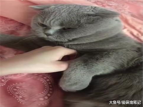 主人摸蓝猫的jiojio, 却被猫咪一味的挣脱, 网友: 女朋友的既视感