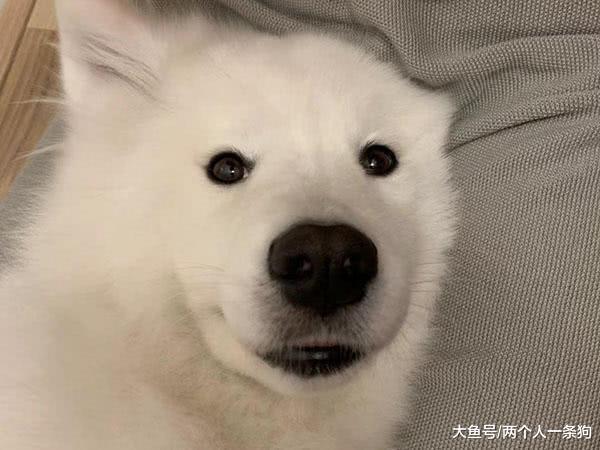 萨摩耶软糖为了和妈妈撒娇不顾形象露出小豁牙, 软糖: 非常享受