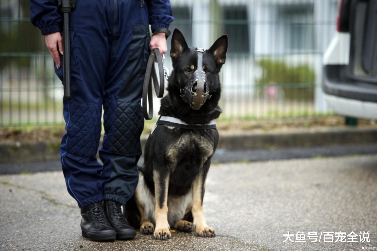 吉娃娃和泰迪都能当警犬? 盘点10种最常见的警犬, 你家狗上榜没