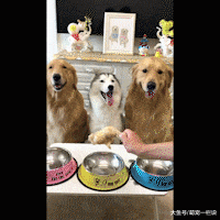 给家里两只母狗吃鸡腿, 给公狗吃馒头, 主人说这叫穷养儿子富养女