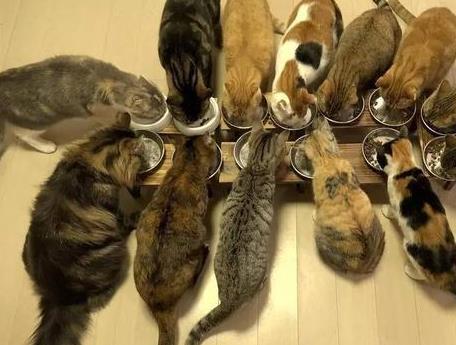 铲屎官喊小猫来吃饭, 结果一次性来了10只猫: 铲屎的我也要吃