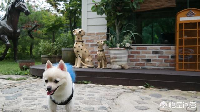 越高档的小区养宠物的越多, 是因为孤独吗? 你怎么看?