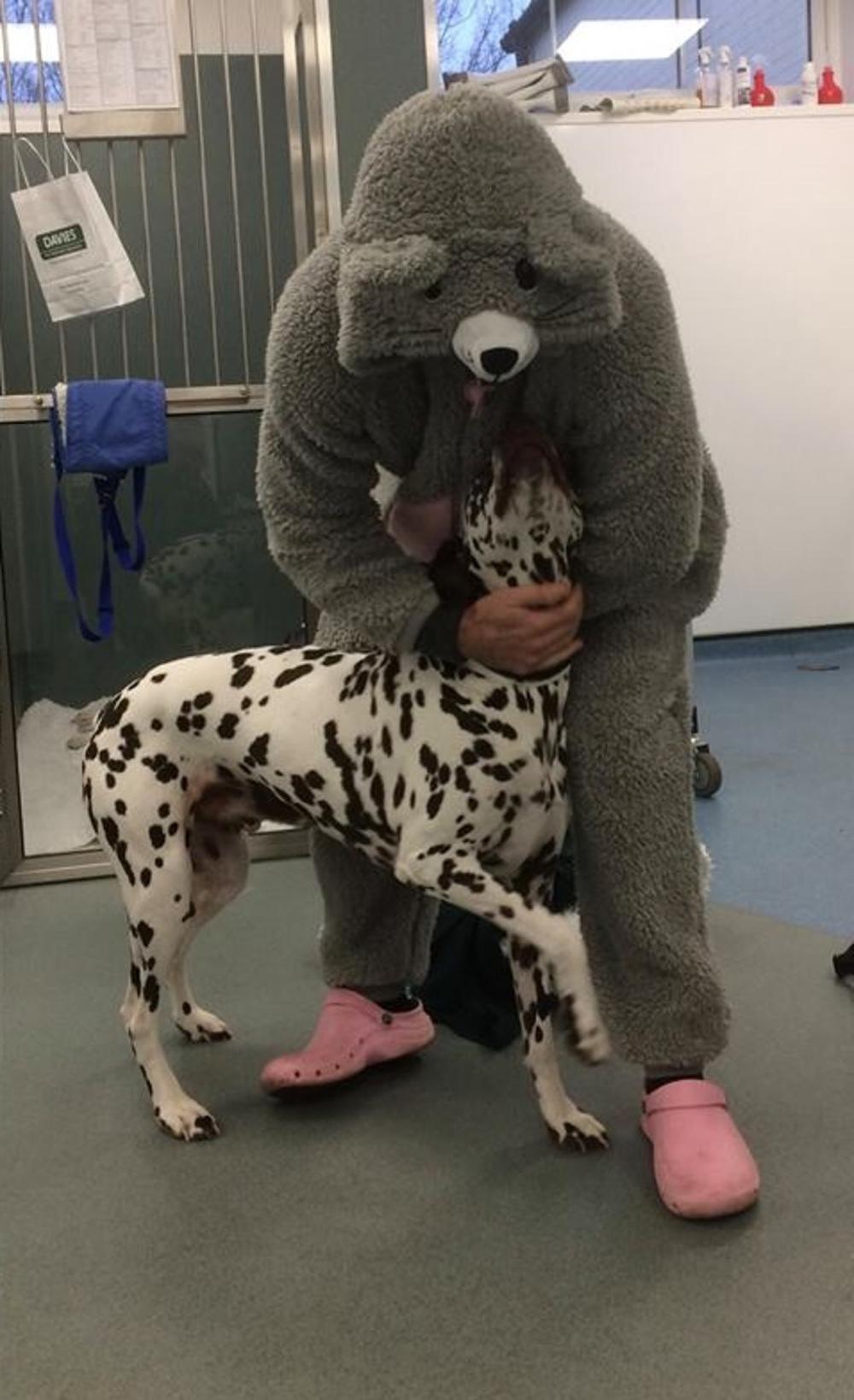 兽医穿睡衣帮狗狗看病, 只因狗狗拒绝检查, 医生变装获取信任