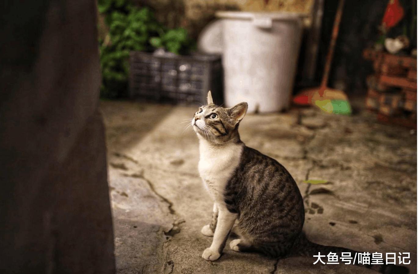 合格铲屎官都应该了解喵星人这几个动作的潜台词, 你都明白吗?