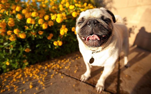 为什么有些人不喜欢巴哥犬? 以下这5个原因, 可以了解一下!