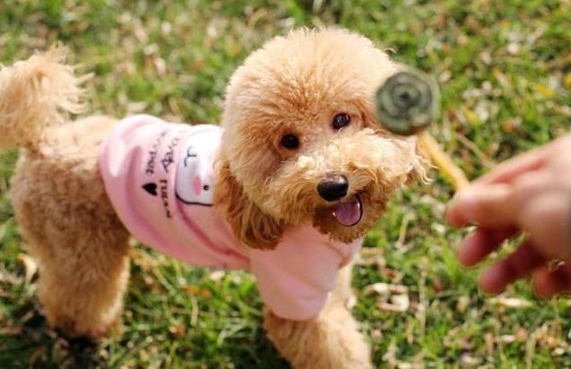 贵宾犬的“6大缺点”, 无奈国人最爱它, 目前最流行的犬种之一!