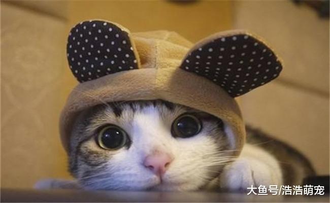 给宠物穿上衣服会怎么样? 它们会变得更加可爱, 更讨人喜欢