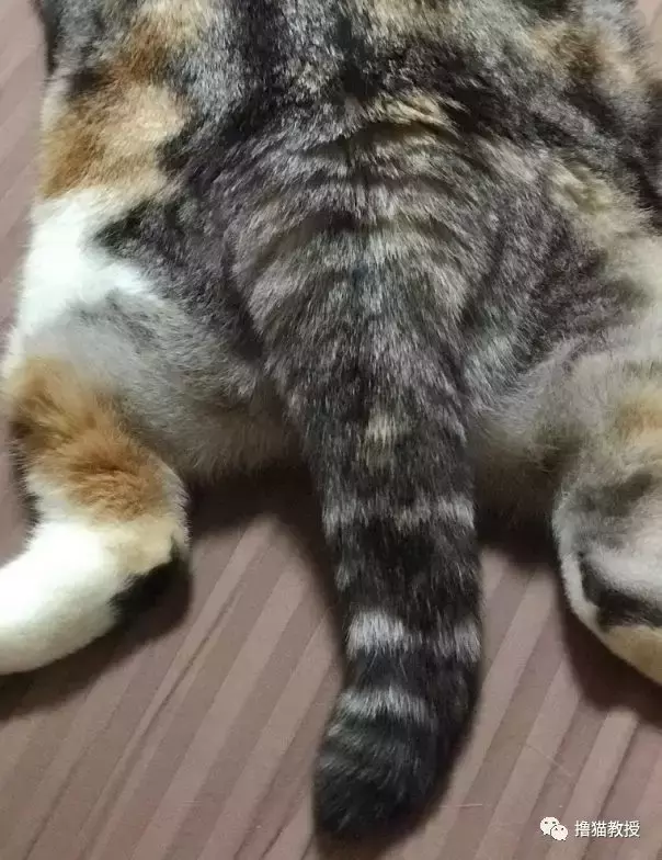 “美臀日”晒美臀, 这一大波猫屁屁, 看得我心动了