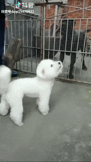 隔着笼子时凶的一批, 撤掉笼子后……白狗: 哥, 我寻思你出不来呢