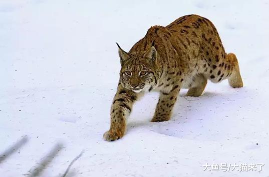 这种会帮人狩猎的猫科动物天生4条大粗腿, 古人称其为“草上飞”
