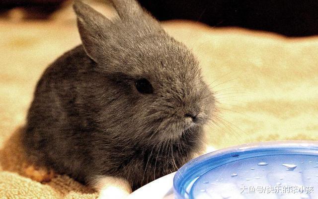 经常听到说不能给兔子喝水, 那这是为什么呢?