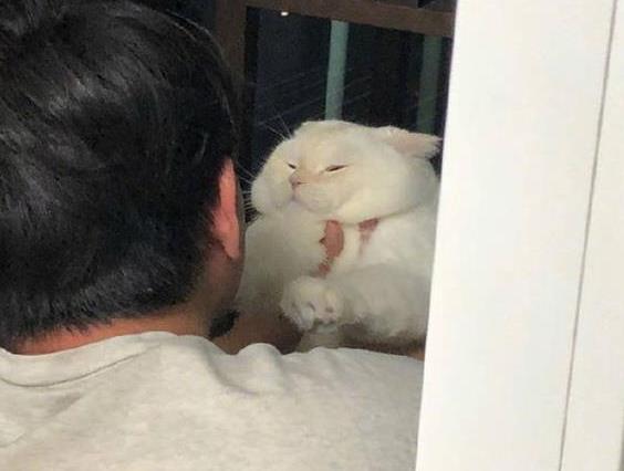 朋友吃完大蒜就去抱猫, 猫咪的表情亮了, 主人低头一看笑到胃痛