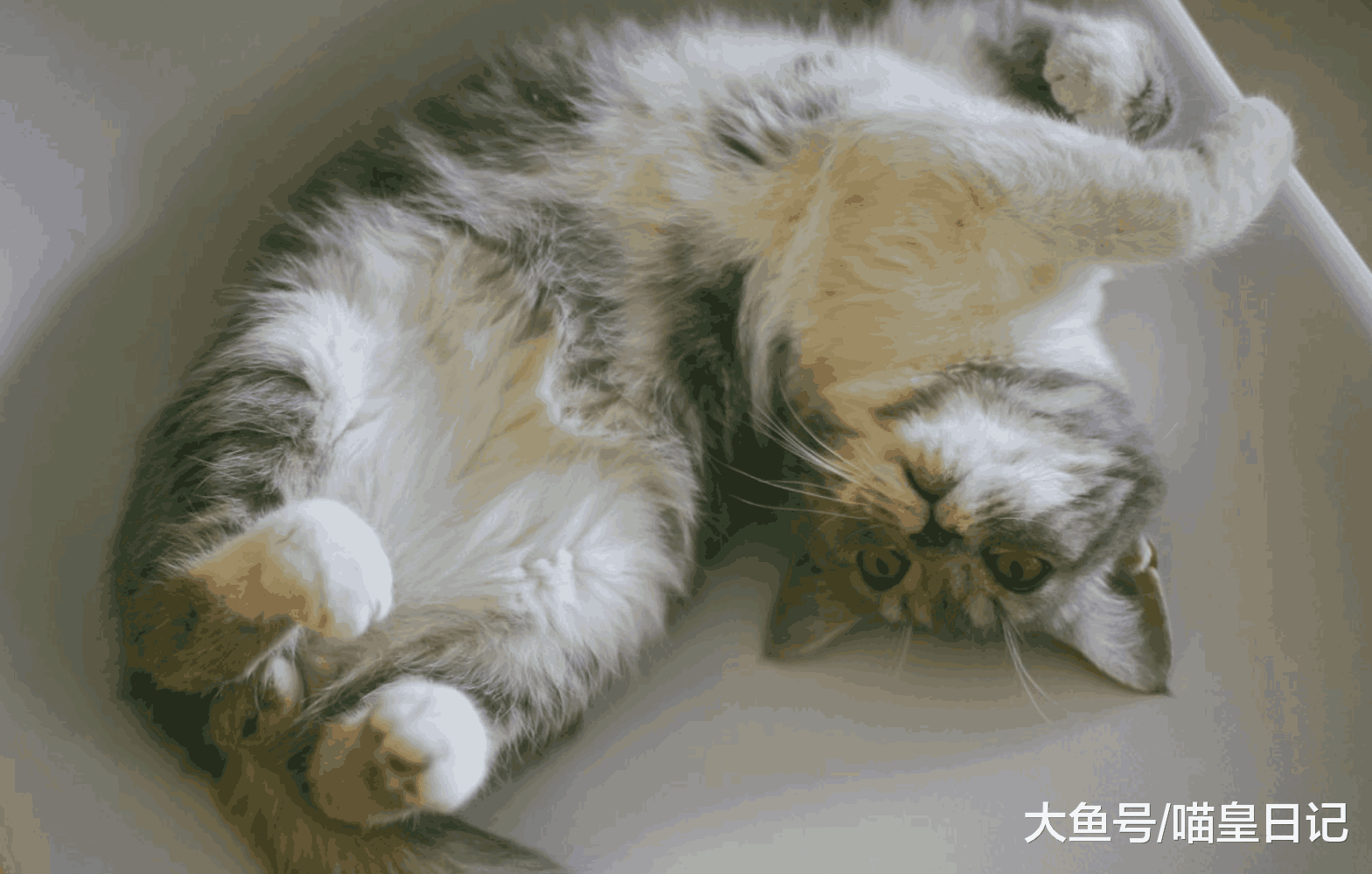 养猫之后, 我从喵星人身上学会了这四件事, 每一件都受益匪浅