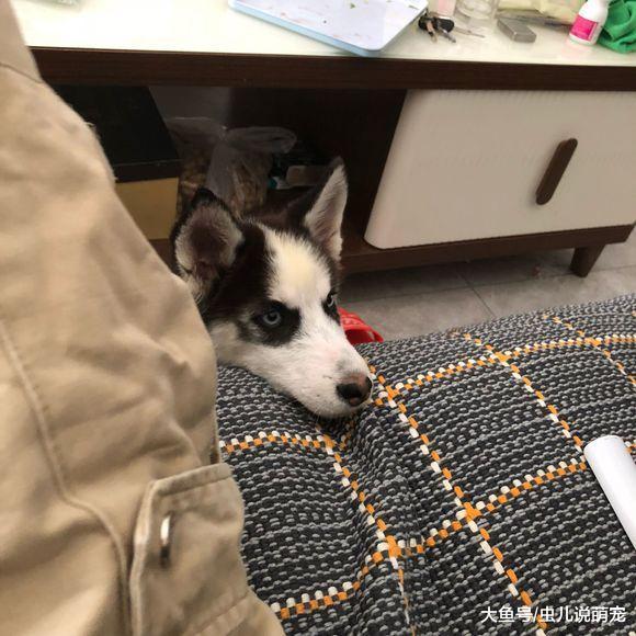 二哈不拆家, 但它没事总是欺负柯基, 柯基也不敢反抗