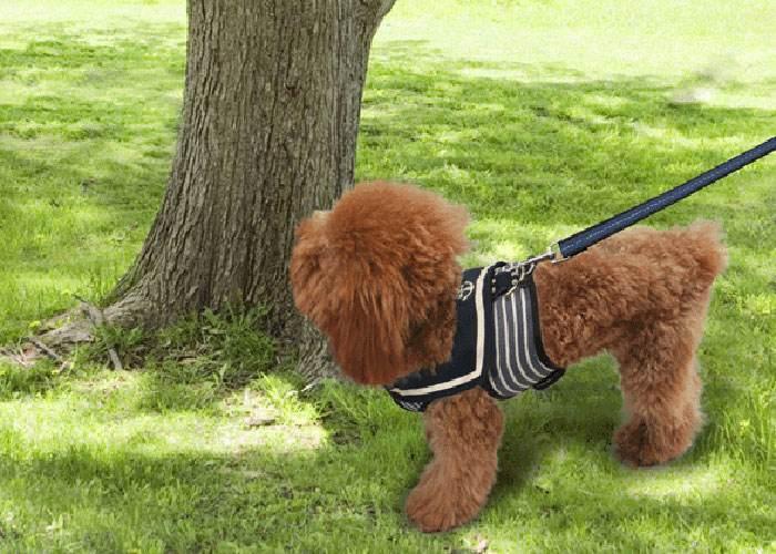 扬州出现碰瓷新手法, 一根火腿肠骗200元, 专挑不牵绳的狗主下手