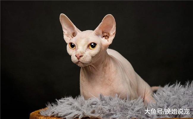 下面五种猫咪你喜欢哪一个? 第一个亲人, 第三个对孩子有耐心