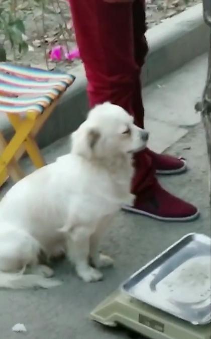 流浪狗真的需要主人, 喂它一次就会记您一生, 这就是宠物狗的特性