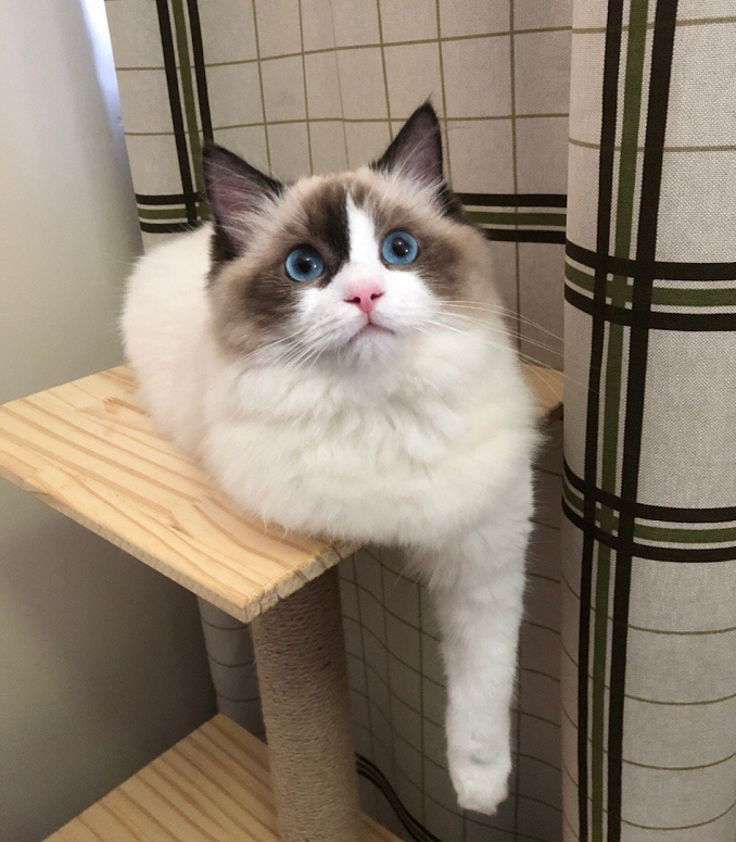 听说这个是猫姐最盛行的手势, 你家的猫会么! 比手长?