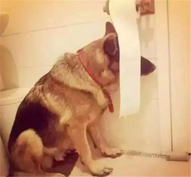 跟狗狗玩捉迷藏, 感觉智商受到了侮辱!