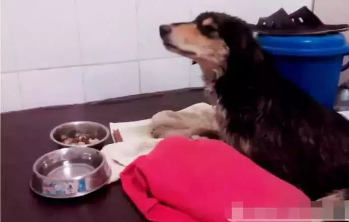 女子给流浪狗投食, 发现它只闻却没有吃, 蹲下一细看怒火中烧!