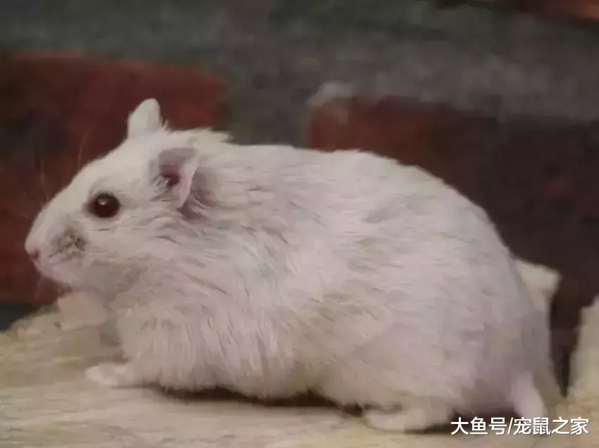 一文带你走进仓鼠世界: 仓鼠种类之坎贝尔仓鼠