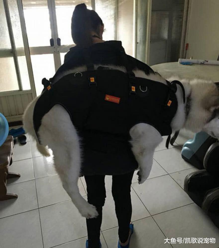 阿拉斯加吃太胖走不动路, 主人每天背它上下楼, 待遇让人羡慕