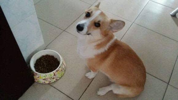 狗狗宁愿挨饿也不愿吃饭, 挑食严重怎么办?