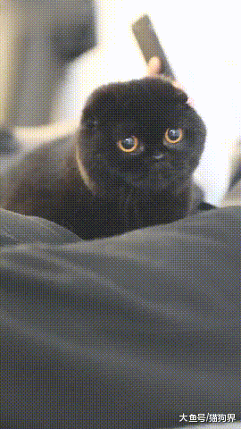 不要养黑猫, 小时候我看见一只黑猫拿抢把一只老鼠的耳朵给打掉了