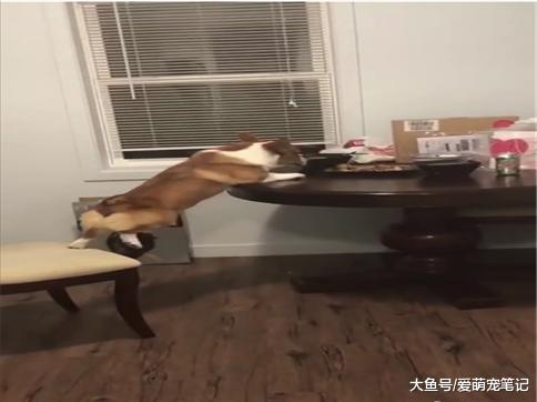 柯基趁主人不在偷吃美食, 却不幸摔了下来, 网友: 腿到用时方恨短