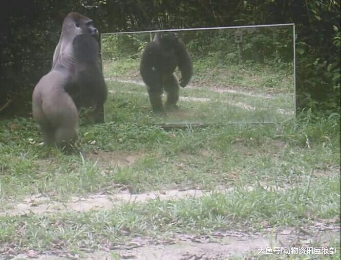 银背大猩猩照镜子 反应超剧烈 网友: 杀马特的水泥舞?