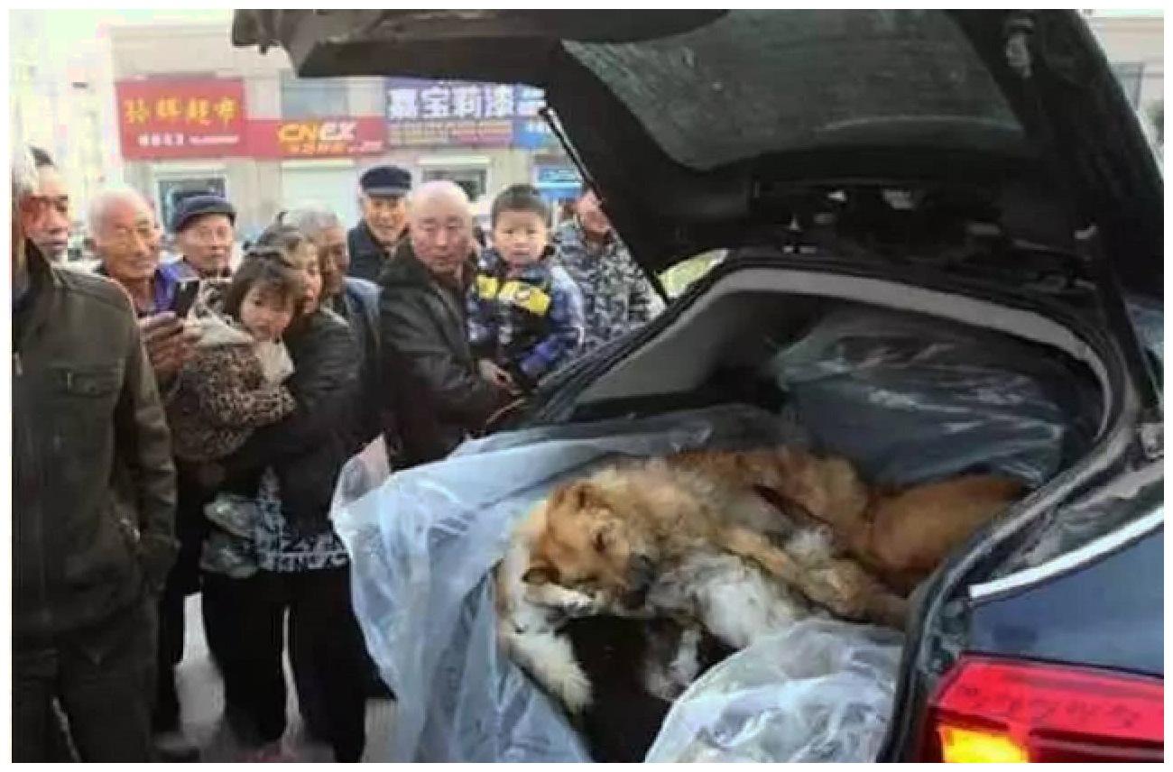 偷狗贼的后备箱被揭开, 多条壮实的狗狗, 每一只都没了气息